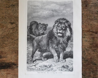 Litografía original de león de 1908, lámina zoológica antigua, ilustración de león y leona, arte de historia natural, sin enmarcar.