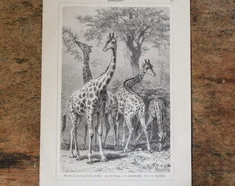 Litografía original de jirafa de 1908, lámina zoológica antigua, ilustración de una familia de jirafas, arte de historia natural, sin enmarcar.