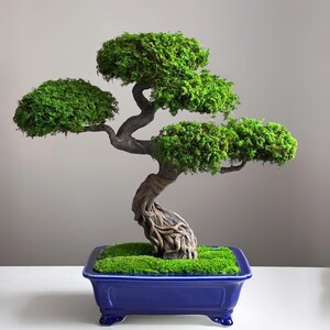 Moss Bonsai Gift, Japandi Sculptural Piece | Preserved Botanicals & Armature | 47×45×20 Cm, Maintenance-Free Desk Decor