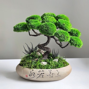 Tree In Ceramic Pot, Zero Care Japanese Bonsai | Preserved Moss Foliage Arrangement - Desk Size 12.2 × 12.6