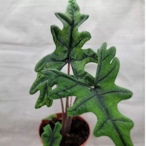 Alocasia Jacklyn, bulbo de arácea tropical poco común: follaje de lóbulos profundos y venas oscuras, ideal para coleccionistas de interior, lista para plantar y apta para alta humedad.