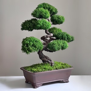 Grande scultura in muschio stabilizzato, bonsai zen giapponese / struttura a tronco in filo metallico / vaso in ceramica, alta 56 cm, decorazione da scrivania