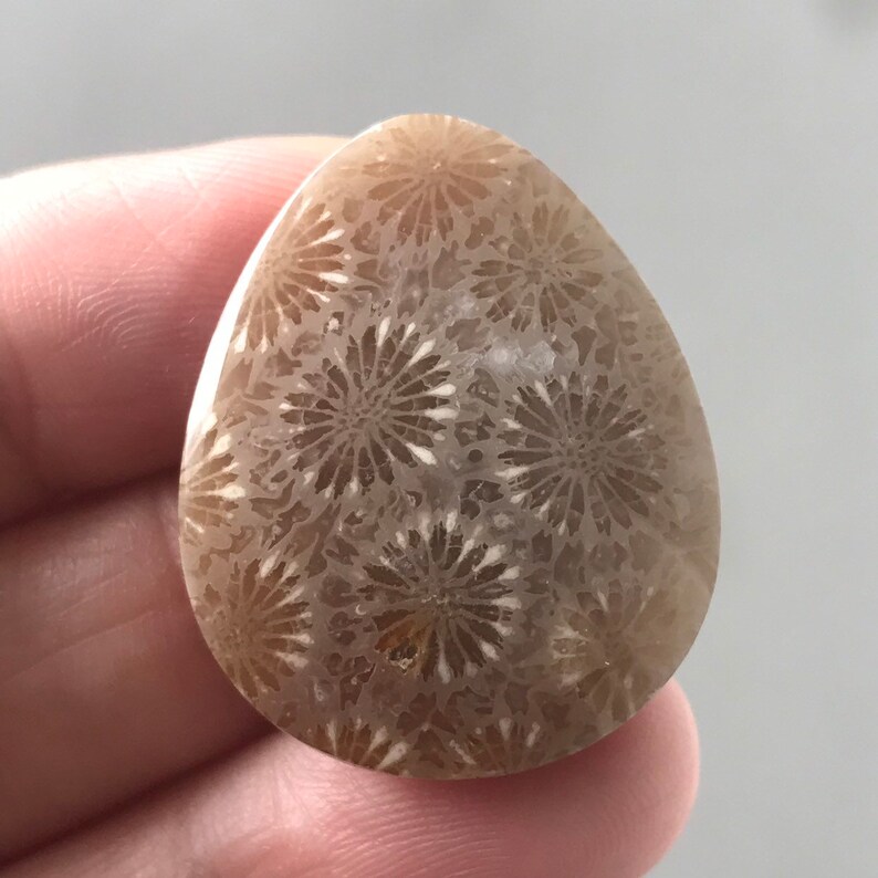 Beautiful Group Fossil Coral Stones
