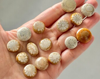 Sale 15 Pcs Fossil Coral Stones