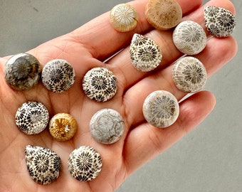 Sale 15 Pcs Fossil Coral Stones