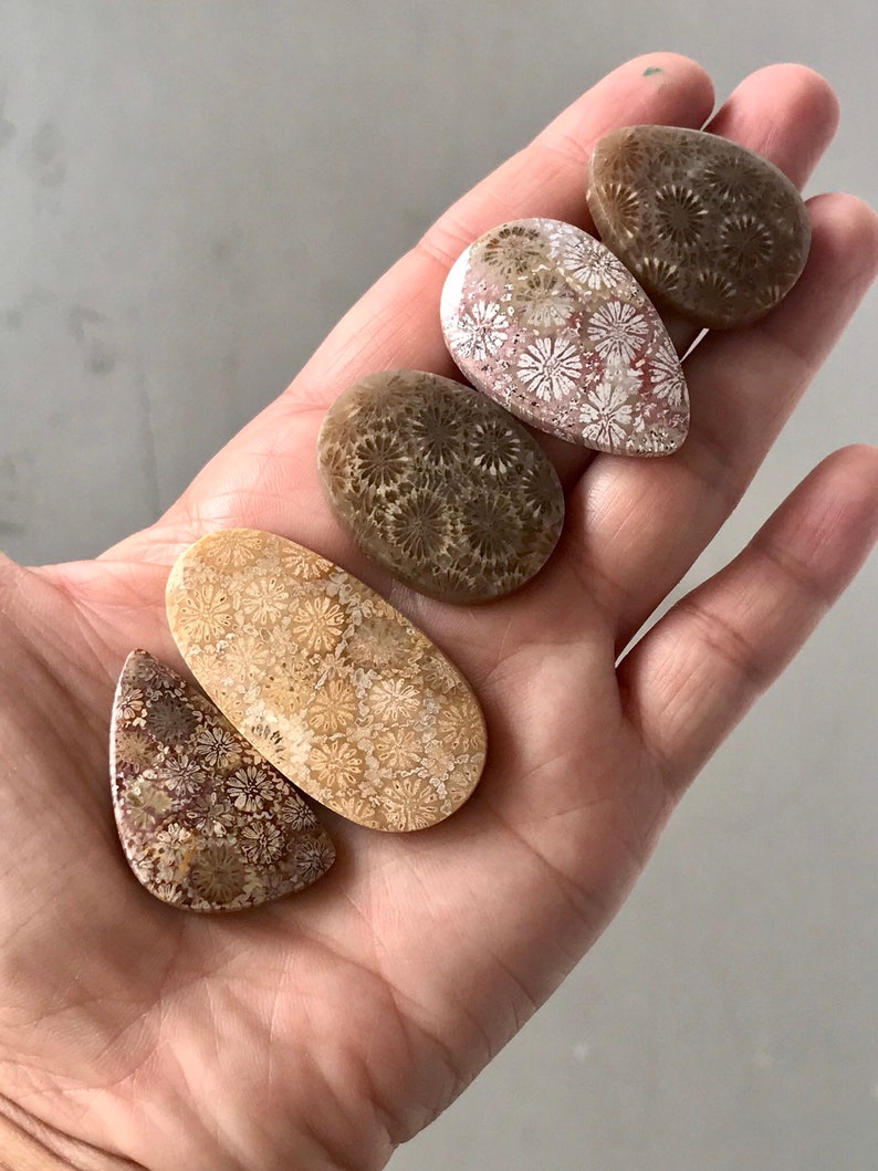 Beautiful Group Fossil Coral Stones