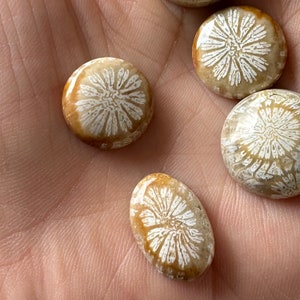 15 Pcs Fossil Coral Cabochons on Sale image 9