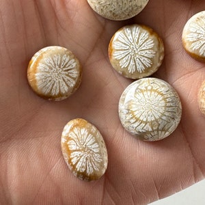 15 Pcs Fossil Coral Cabochons on Sale image 2