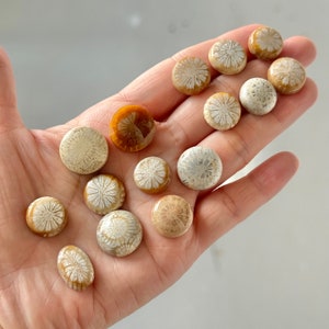 15 Pcs Fossil Coral Cabochons on Sale image 1