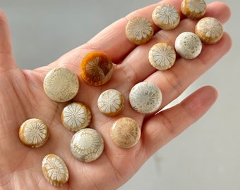 15 Pcs Fossil Coral Cabochons on Sale