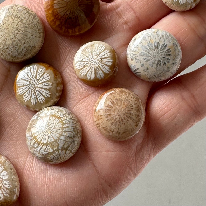15 Pcs Fossil Coral Cabochons on Sale image 8