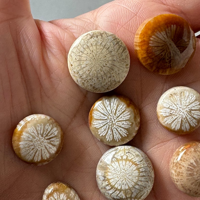 15 Pcs Fossil Coral Cabochons on Sale image 3