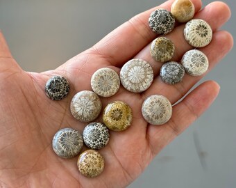 15 Pcs Fossil Coral Stones On Big Sale