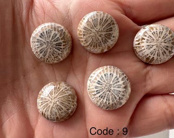 5 Stück Fossile Korallen Stein Cabochon Runde Form 17-18 mm