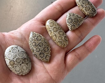 5 Stück Fossile Korallen Stein Cabochon Mix Form
