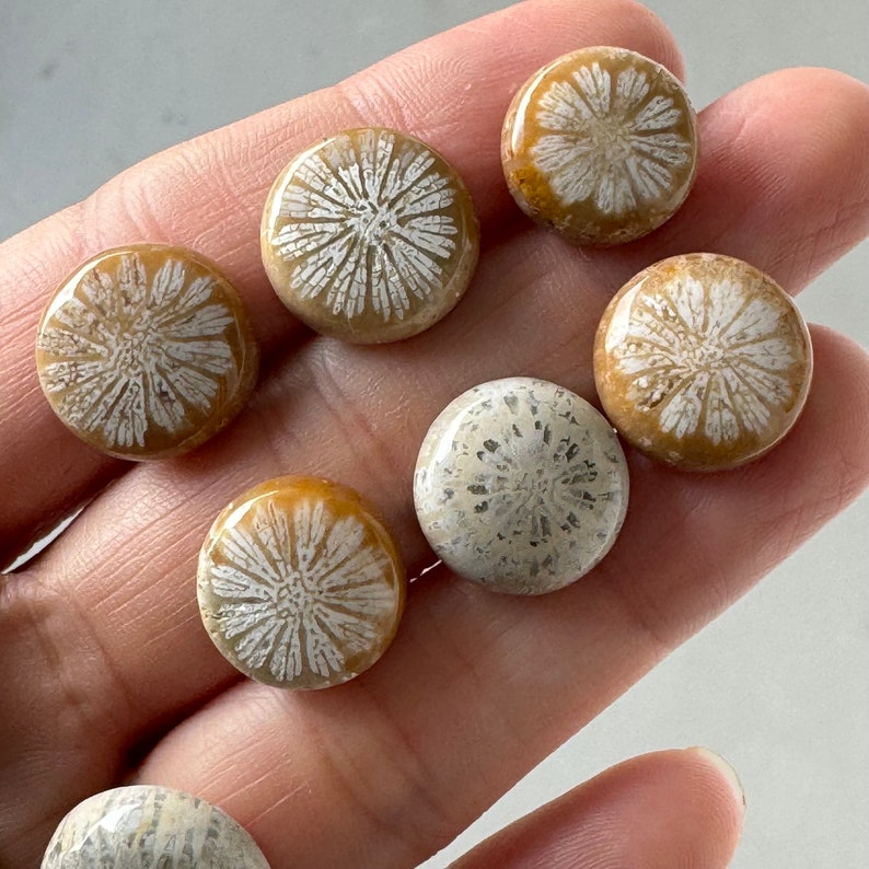 15 Pcs Fossil Coral Cabochons on Sale image 5