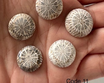 5 Stück Fossile Korallen Stein Cabochon Runde Form 15-18 mm