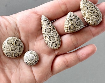 5 Stück Fossile Korallen Stein Cabochon Mix Form