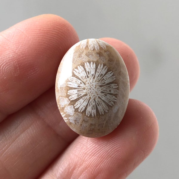 Beautiful Fossil Coral 20 x 15 mm