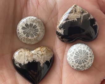 2 Palm Root Heart Shape  Stones & 2 Fossil Coral Round Shape Stones