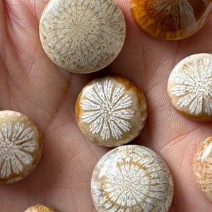 15 Pcs Fossil Coral Cabochons on Sale image 6