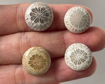 Beautiful  Natural  Fossil Coral 4 Stones