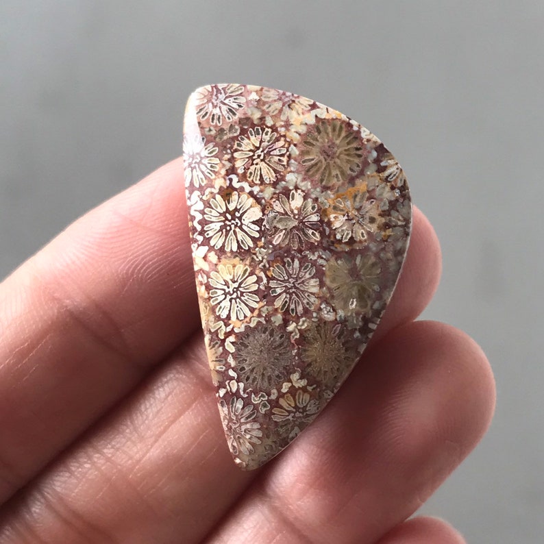 Beautiful Group Fossil Coral Stones