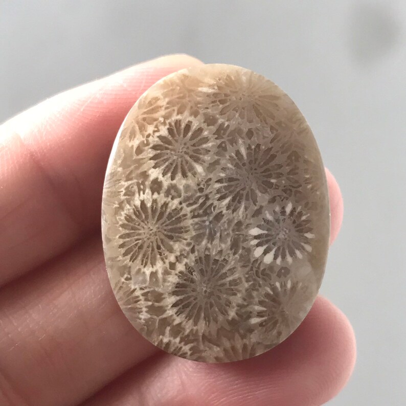 Beautiful Group Fossil Coral Stones