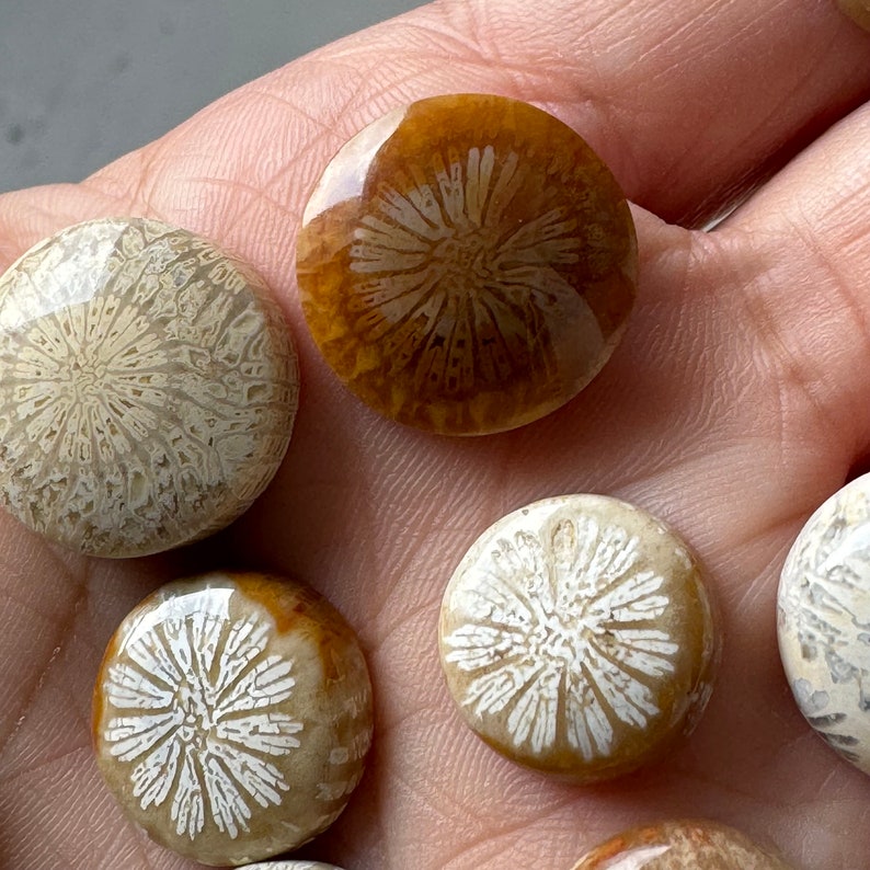 15 Pcs Fossil Coral Cabochons on Sale image 7