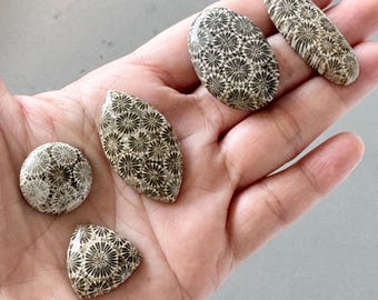 5 Stück Fossile Korallen Stein Cabochon Mix Form