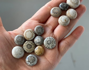 On Sale On Sale 14  Pcs Fossil Coral Stones