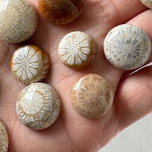 15 Pcs Fossil Coral Cabochons on Sale image 4