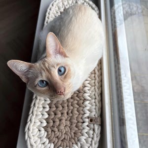 Pode incluir: Um gato creme com olhos azuis brilhantes está deitado em uma cama para gatos feita à mão, em forma oval. A cama é feita de fio grosso, branco sujo e castanho, com uma etiqueta de couro anexada. O gato está olhando para cima.
