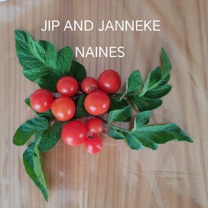 Może przedstawiać: Grupa dojrzałych, czerwonych pomidorków koktajlowych z zielonymi liśćmi, ułożonych na jasnobrązowej drewnianej powierzchni. Tekst "JIP AND JANNEKE NAINES" jest wyświetlany na górze obrazu w kolorze białym. Pomidory są okrągłe i wyglądają świeżo.