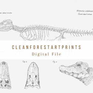 Può includere: Illustrazione dettagliata in bianco e nero dello scheletro di un caimano nano di Cuvier, etichettata come "Fig. 1. Scheletro laterale sinistro". Ulteriori disegni mostrano il cranio del caimano da diverse angolazioni. È presente anche il testo "CLEANFORESTARTPRINTS Digital File".