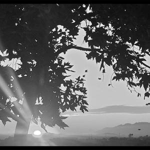 Op de afbeelding: Zwart-wit foto van een boom in silhouet tegen een zonsondergang. De zon is een heldere schijf, met lichtstralen die door de bladeren schijnen. Vogels vliegen in de lucht en bergen zijn in de verte zichtbaar.