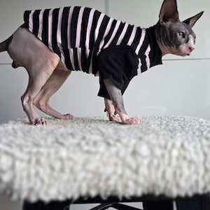 May include: A Sphynx cat wearing a black and light pink striped shirt with a high neck and short sleeves. The shirt features vertical stripes on the body and solid black fabric on the sleeves and neck area, covering the torso of the hairless cat.