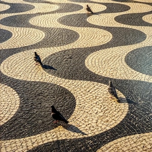 Puede incluir: Una superficie pavimentada con un patrón de ondas repetitivo creado con pequeñas piedras cuadradas negras y beige. Tres palomas están posicionadas en diferentes puntos sobre el diseño de mosaico texturizado y ondulado del camino.