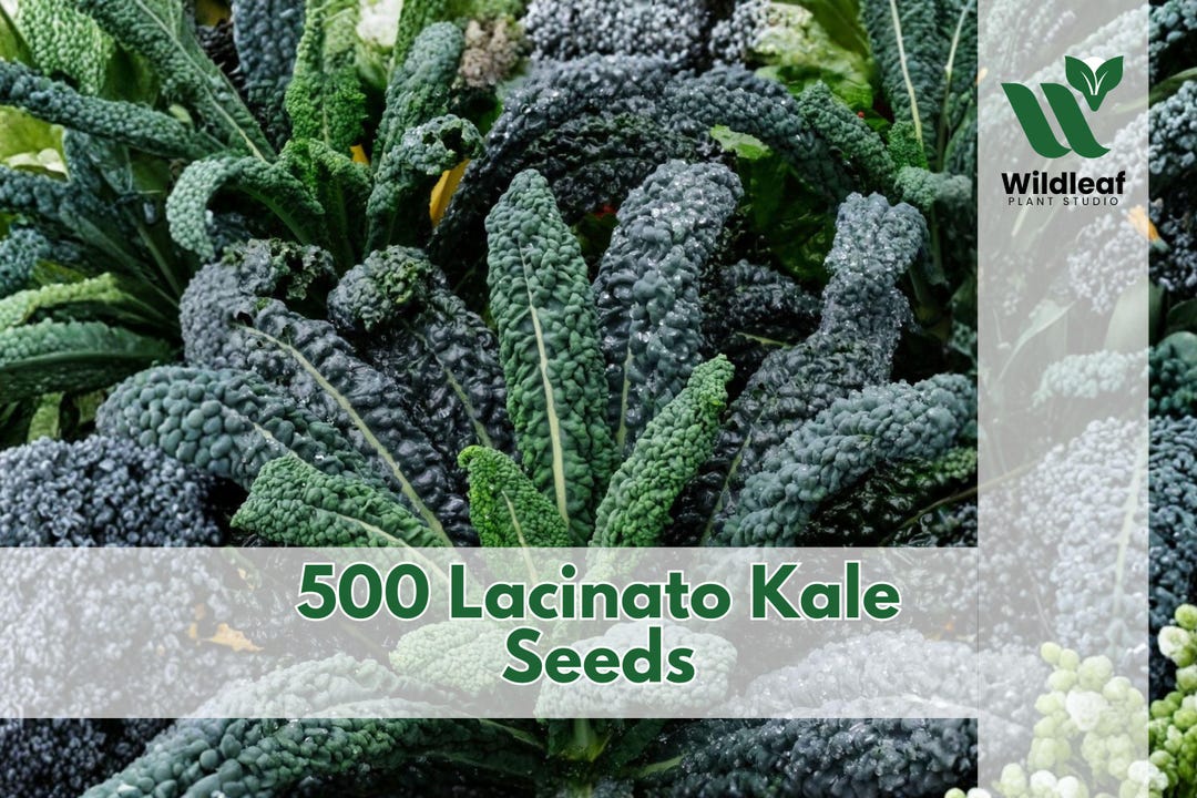 Best HD Pictures about  Lacinato Kale Seeds  with No AI Images