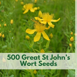 500 St John’s Wort Seeds – Perennial Yellow Wildflower Hypericum pyramidatum