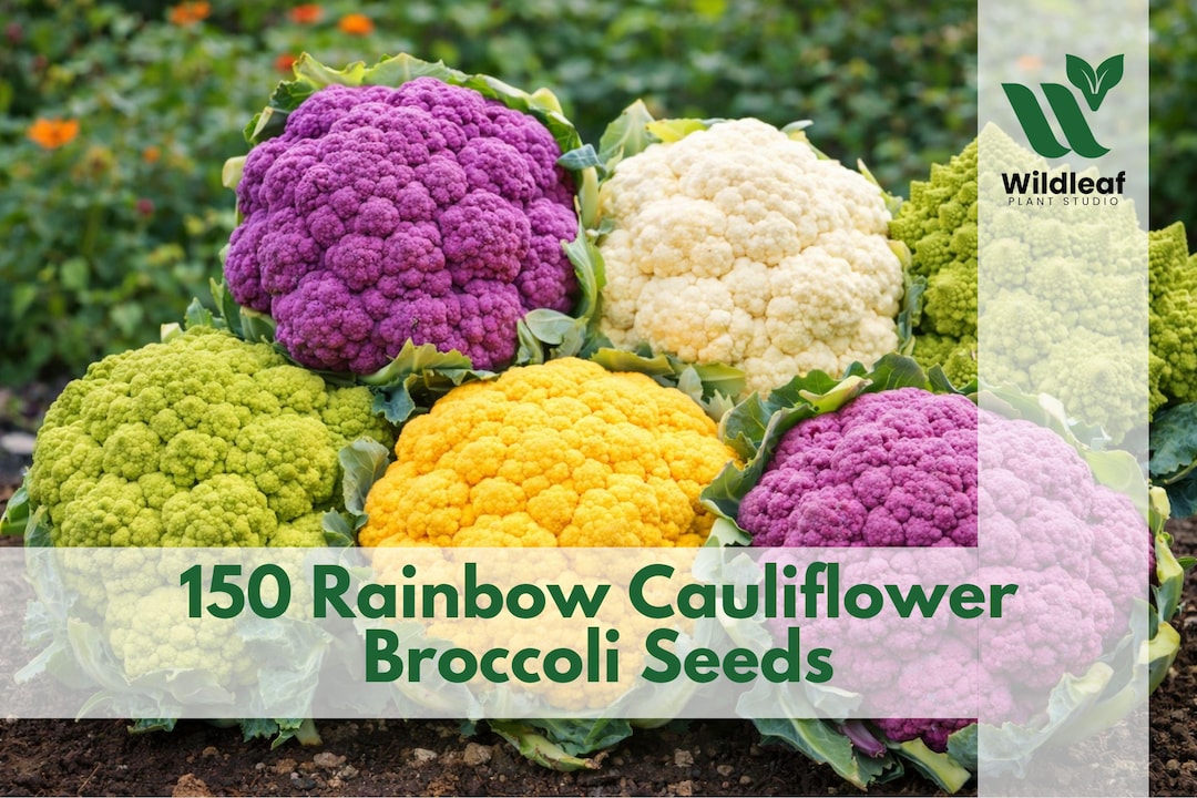 Broccoli Colurs 150 Rainbow Cauliflower Broccoli Seeds – Mixed Colors - Etsy