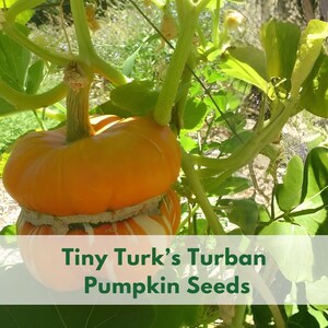 May include: A Turk's Turban pumpkin hanging from a green vine with large leaves. The pumpkin has a bright orange top section and a striped orange and white bottom section. The text Tiny Turk's Turban Pumpkin Seeds is printed in green.