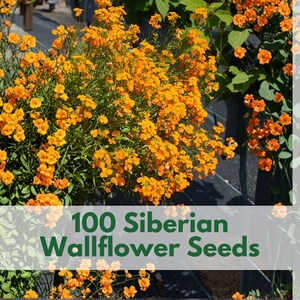 100 Siberian Wallflower Seeds Erysimum cheiri Orange