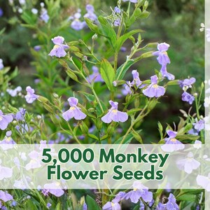 May include: Image of a field of Monkey Flower plants with small, light purple flowers. The image includes the text "5,000 Monkey Flower Seeds" in a white and green banner. The Wildleaf Plant Studio logo is in the upper right corner.