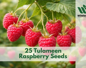 25 semillas de frambuesa Tulameen: una fruta dulce de verano