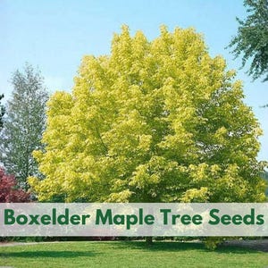 May include: A large tree with vibrant yellow-green foliage stands in a grassy field under a clear blue sky. The text "Boxelder Maple Tree Seeds" is printed in green at the bottom, and the "Wildleaf Plant Studio" logo appears in the top right corner.