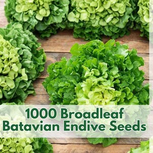 May include: Image of fresh, green broadleaf Batavian endive. The image shows several heads of endive on a wooden surface. Text on the image reads "1000 Broadleaf Batavian Endive Seeds". The Wildleaf Plant Studio logo is also visible.