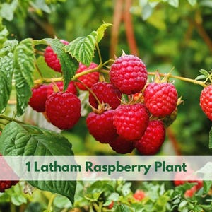 May include: A close-up of a Latham raspberry plant with vibrant red berries. The image shows multiple clusters of ripe raspberries on green leafy branches. The text "1 Latham Raspberry Plant" is visible at the bottom of the image.