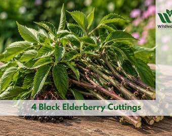 May include: A bundle of fresh black elderberry cuttings with vibrant green leaves and dark stems, resting on a wooden surface. The image includes the text "4 Black Elderberry Cuttings" and a logo for Wildleaf Plant Studio.