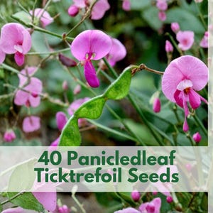 May include: Close-up of pink Panicleleaf Ticktrefoil flowers with green seed pods. The image includes the text "40 Panicleleaf Ticktrefoil Seeds" and the Wildleaf Plant Studio logo. The flowers have a unique shape and are in full bloom.